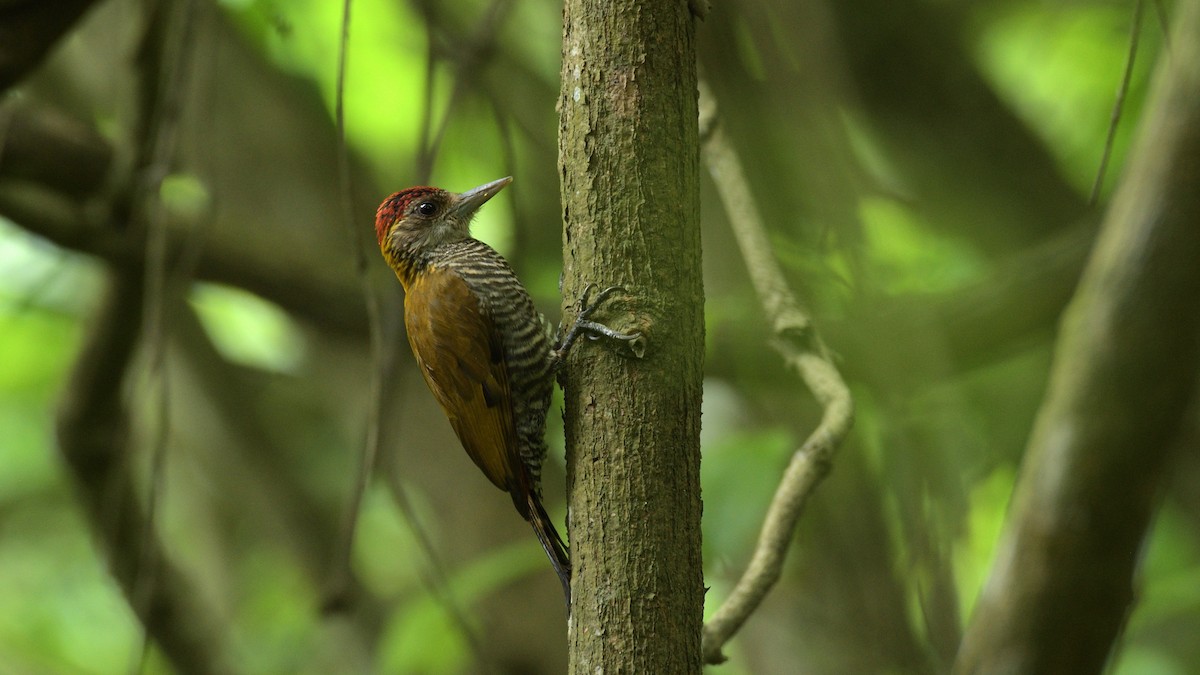 Red-rumped Woodpecker - Miguel Aguilar @birdnomad