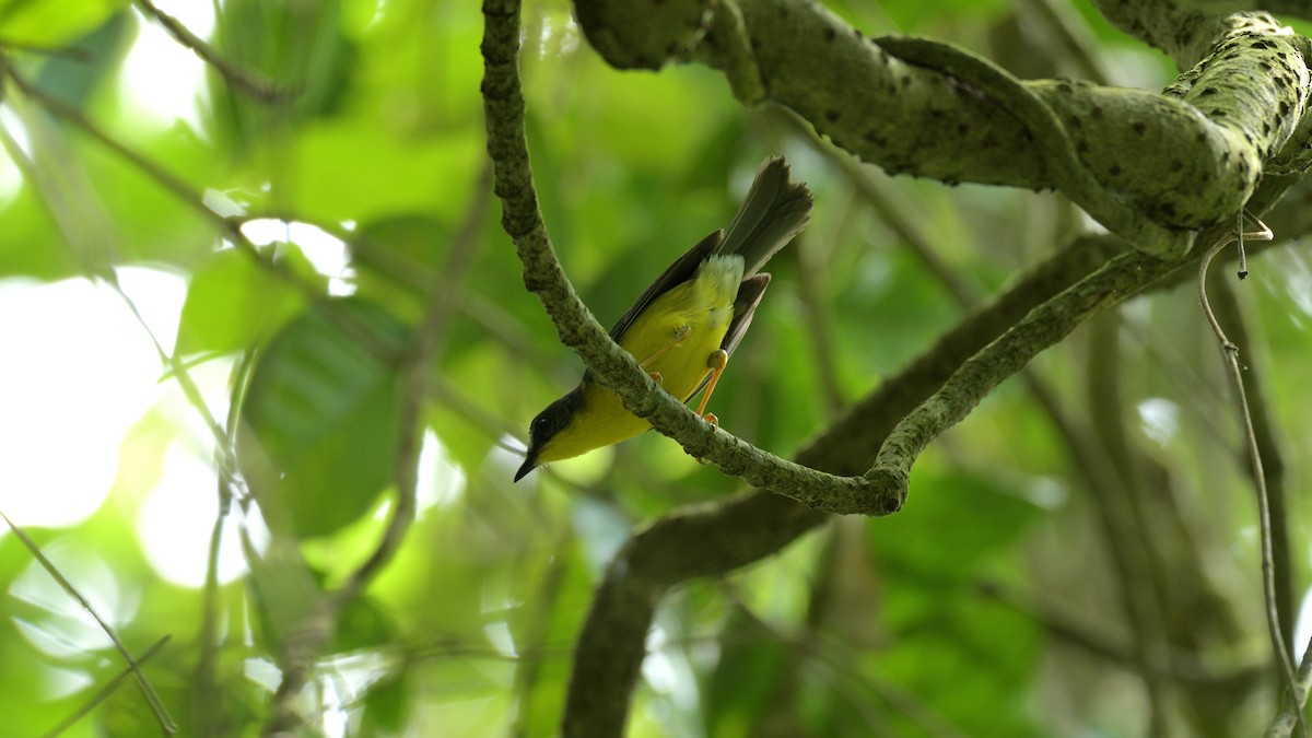 Gray-and-gold Warbler - Miguel Aguilar @birdnomad