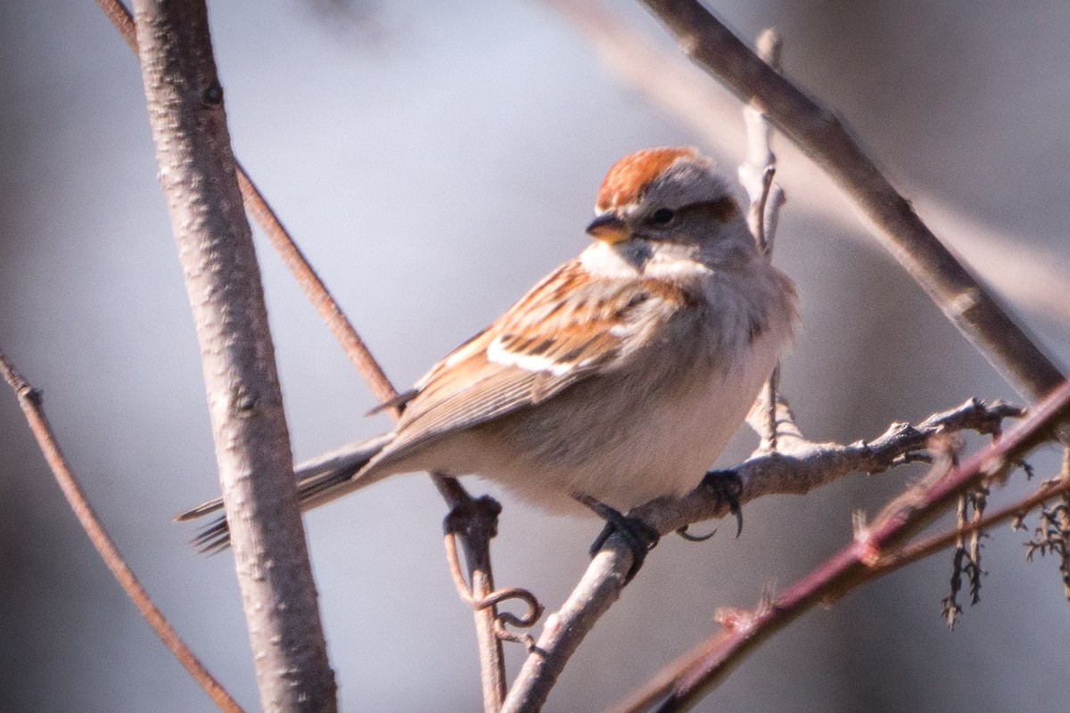 American Tree Sparrow - ML314663031