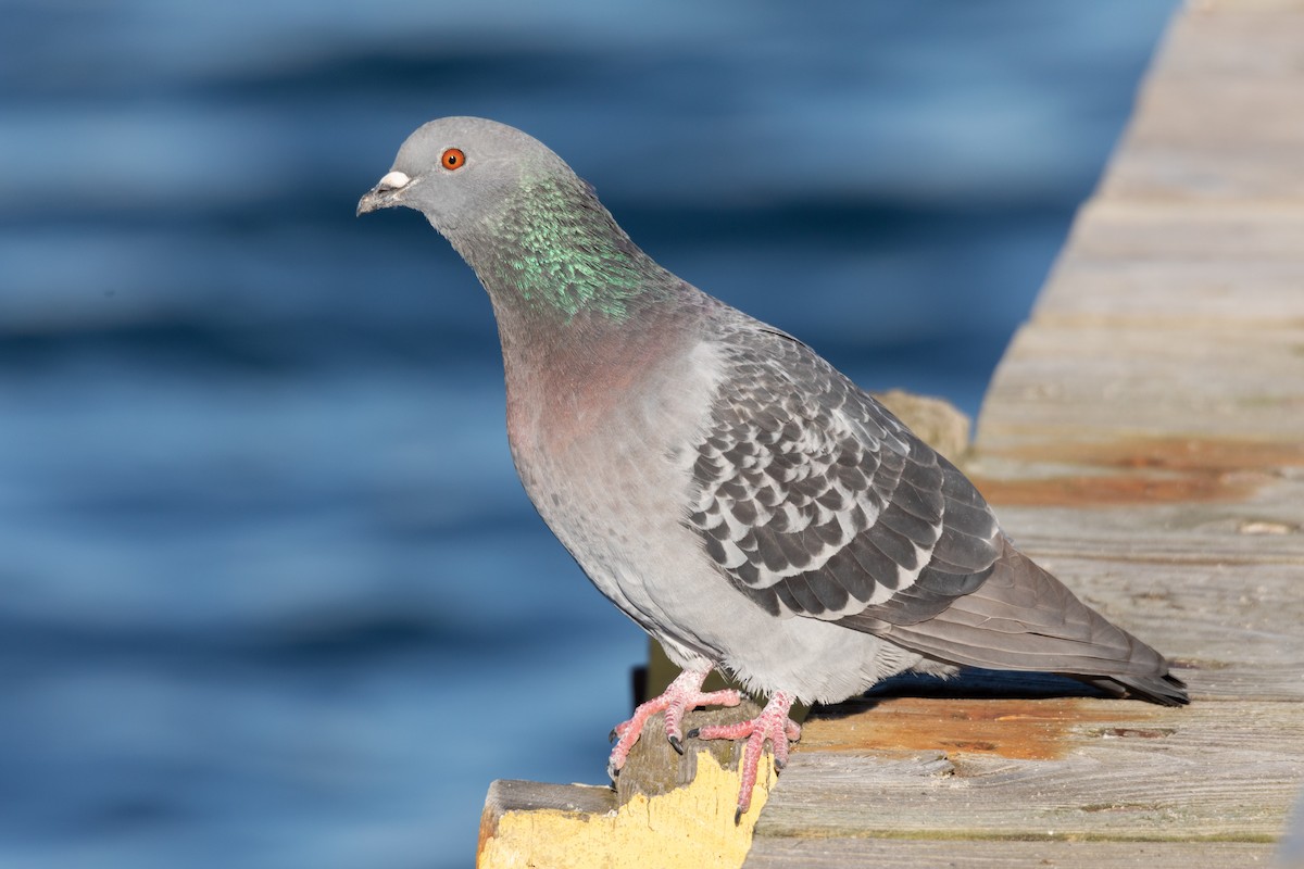 Rock Pigeon (Feral Pigeon) - David Mozzoni