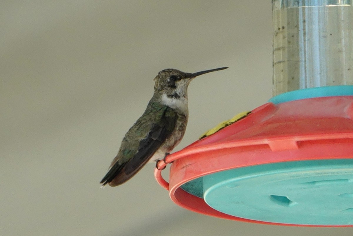 Black-chinned Hummingbird - ML314668581