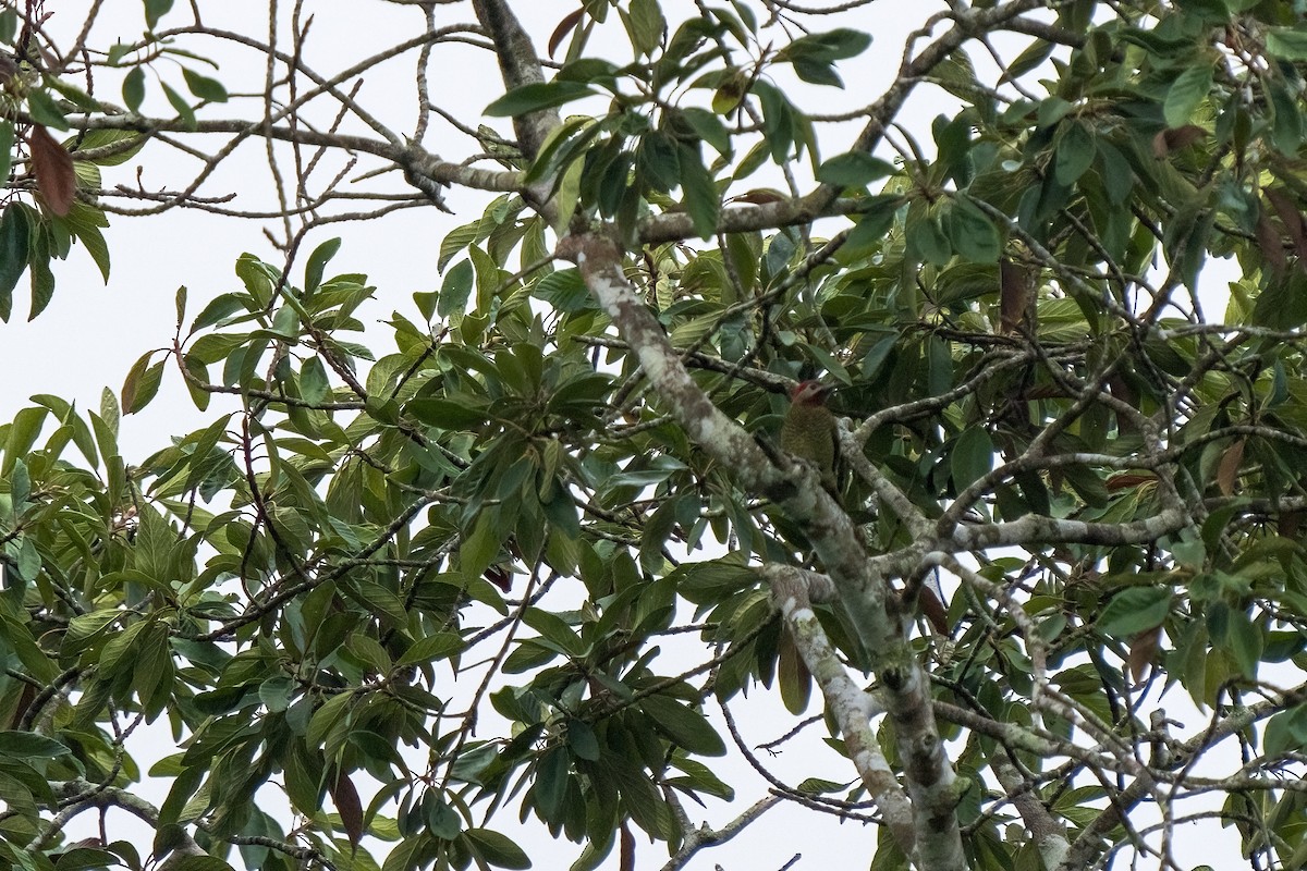 Golden-olive Woodpecker - Daniel Arndt