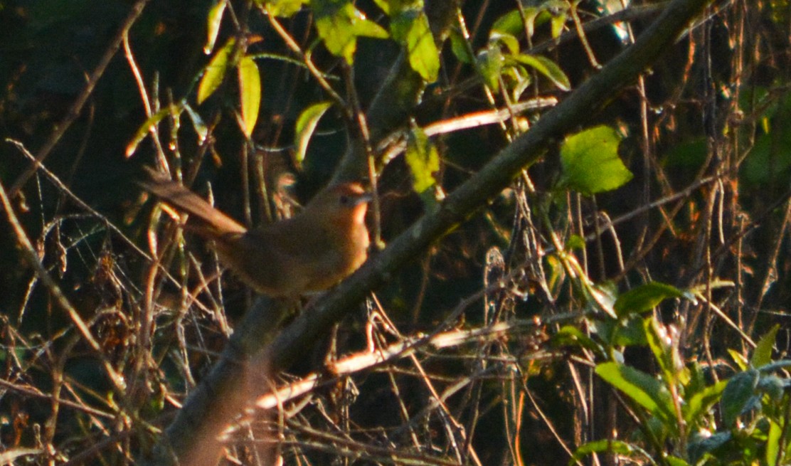 Orange-breasted Thornbird - ML31467201