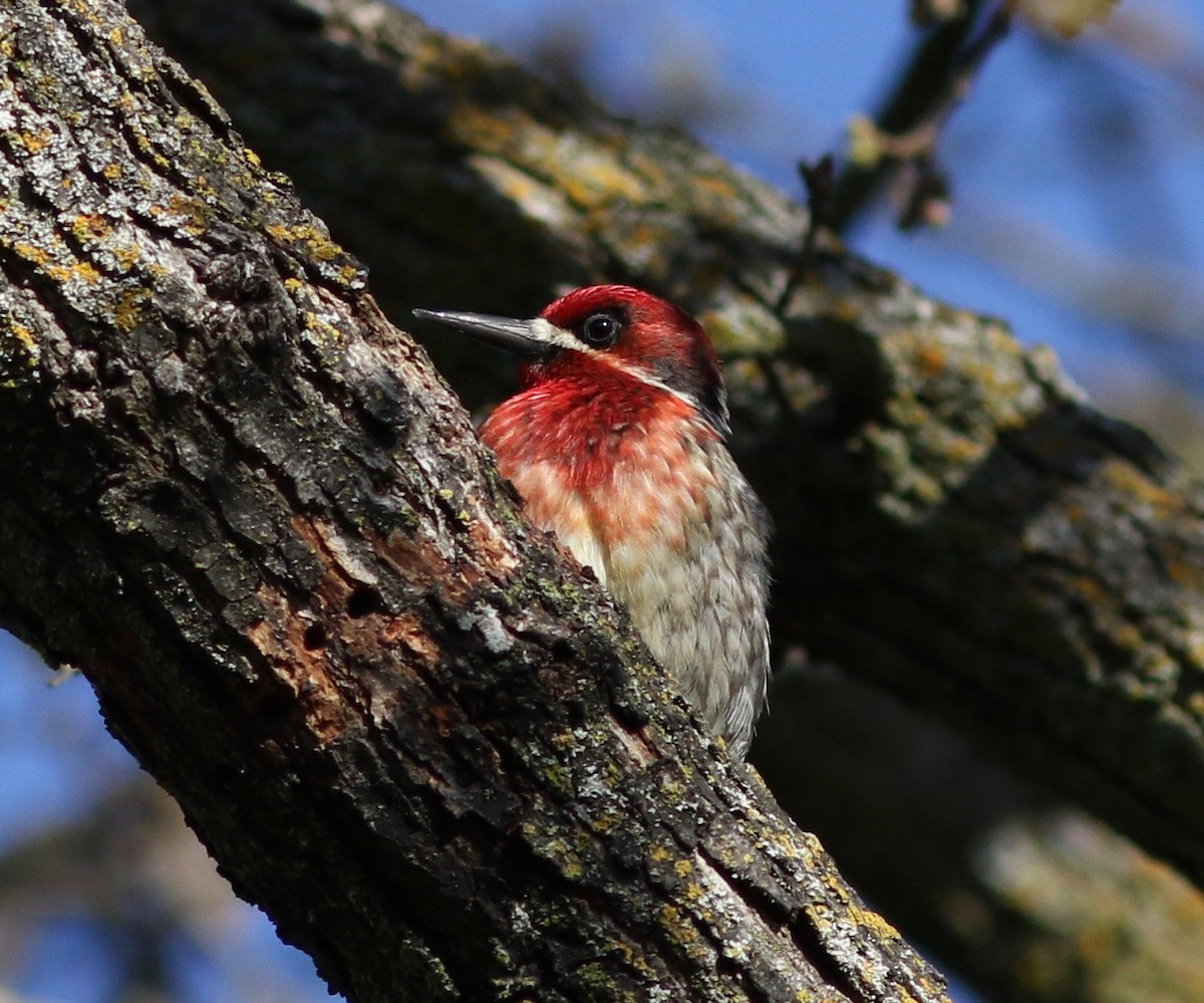 Red-breasted Sapsucker - Nora Papian