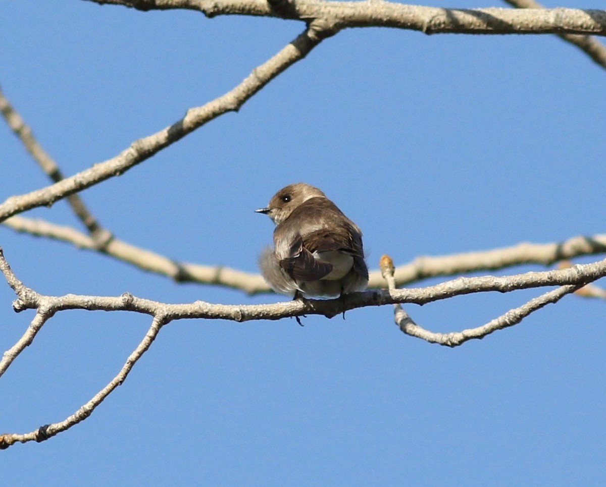 Northern Rough-winged Swallow - ML314677231