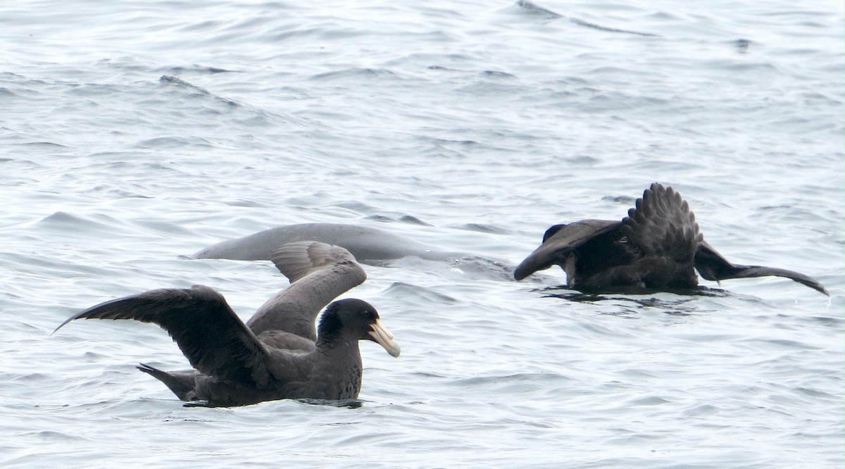 Southern Giant-Petrel - Julio C. Tello - Ikam Expeditions