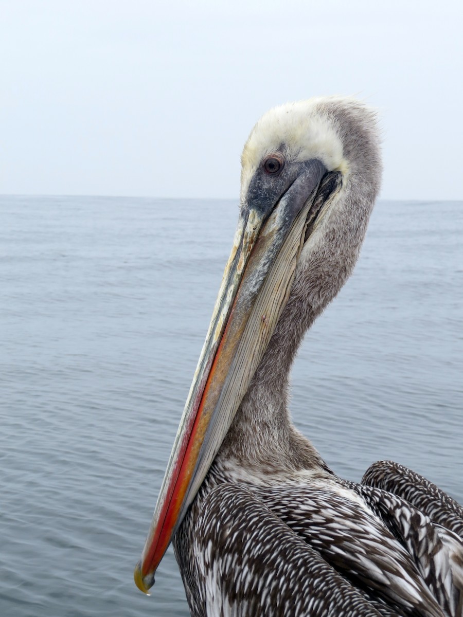 Peruvian Pelican - Julio C. Tello - Ikam Expeditions