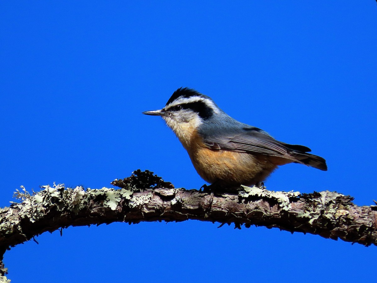 Red-breasted Nuthatch - Phil Lehman