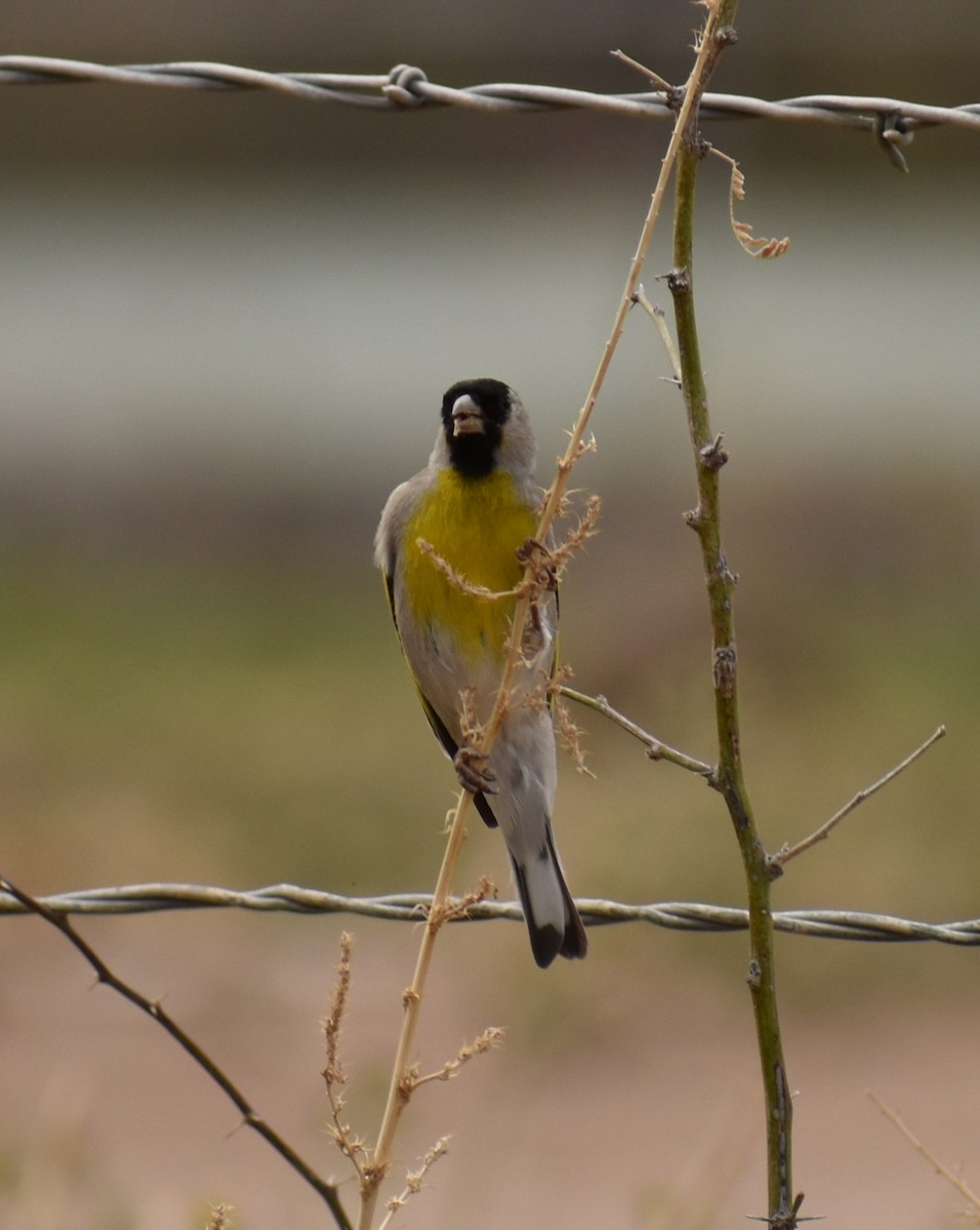 Lawrence's Goldfinch - ML314683631