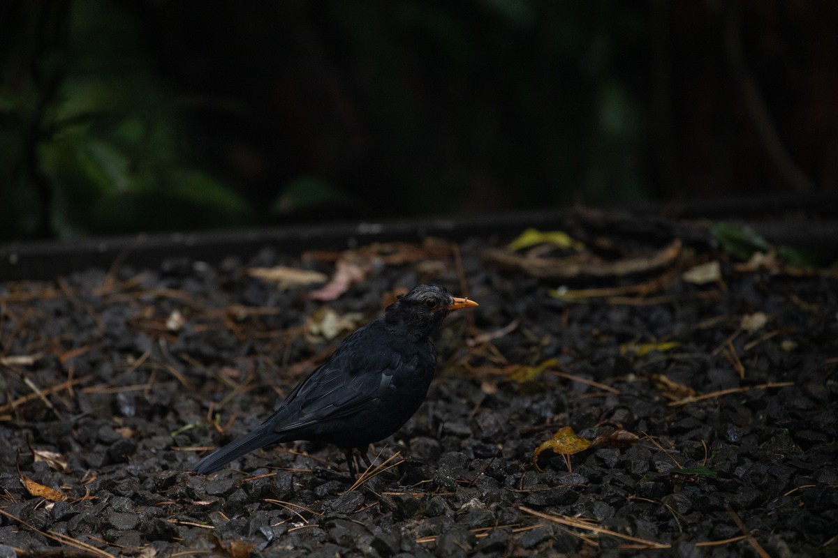 Eurasian Blackbird - Dan Burgin