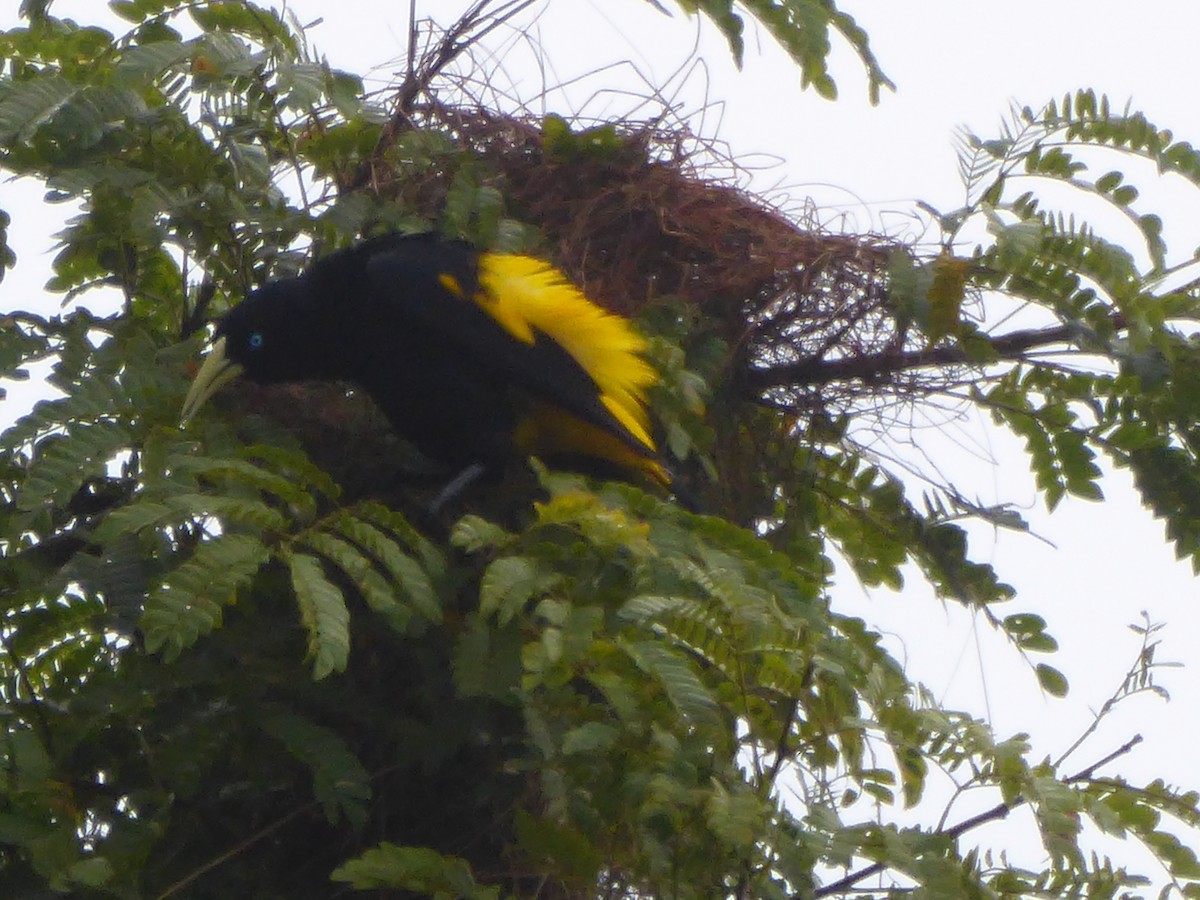 Yellow-rumped Cacique - ML314689971