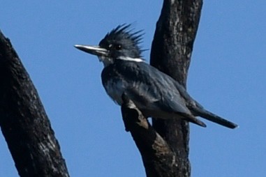 Belted Kingfisher - ML314689991