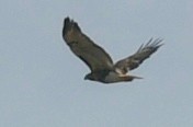 Red-tailed Hawk - ML314695231
