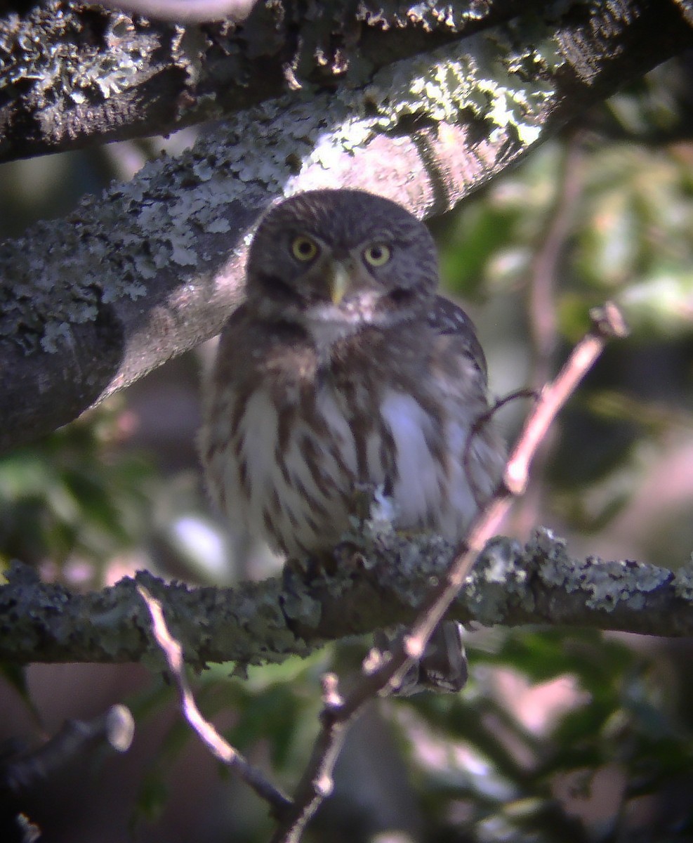 Peruvian Pygmy-Owl - ML314699171