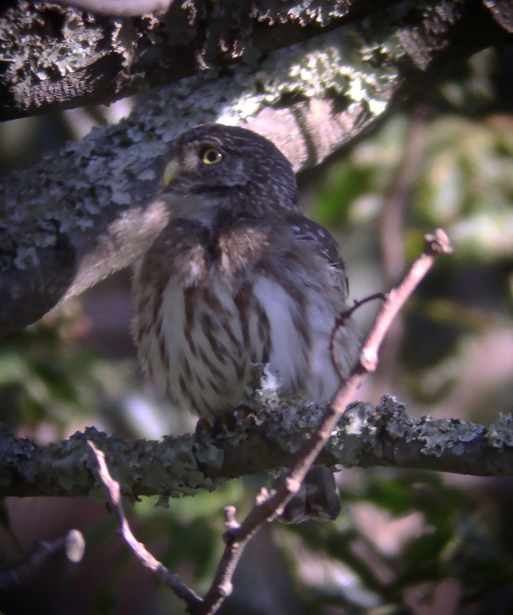 Peruvian Pygmy-Owl - ML314699191