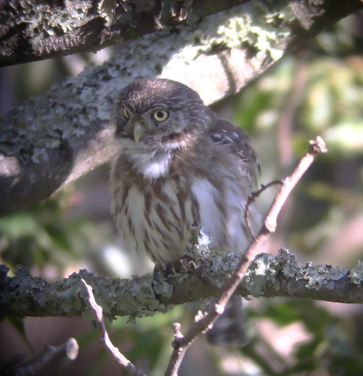 Peruvian Pygmy-Owl - Gary Rosenberg