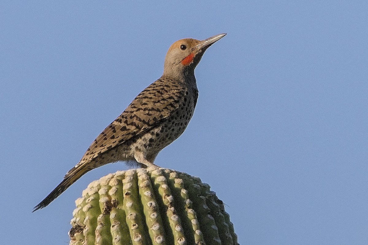 ML31470211 - Gilded Flicker - Macaulay Library