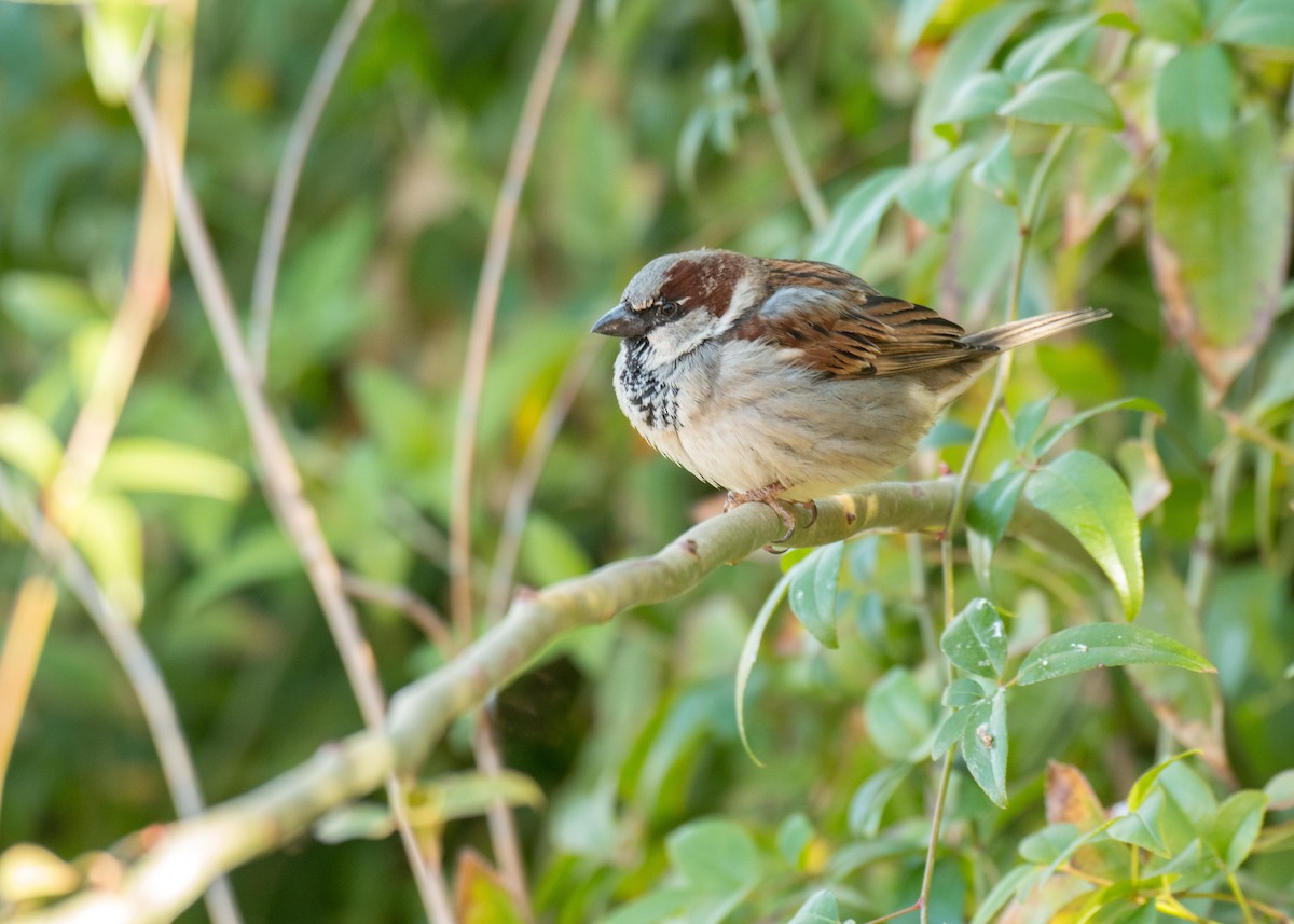 House Sparrow - Ernest Rowley