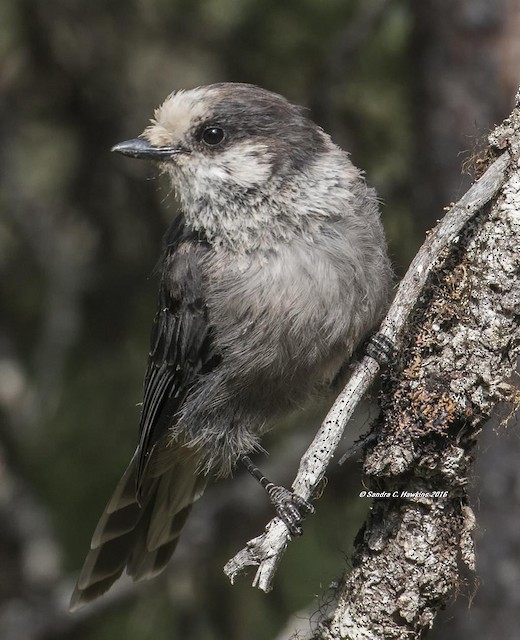 Systematics - Canada Jay - Perisoreus canadensis - Birds of the World