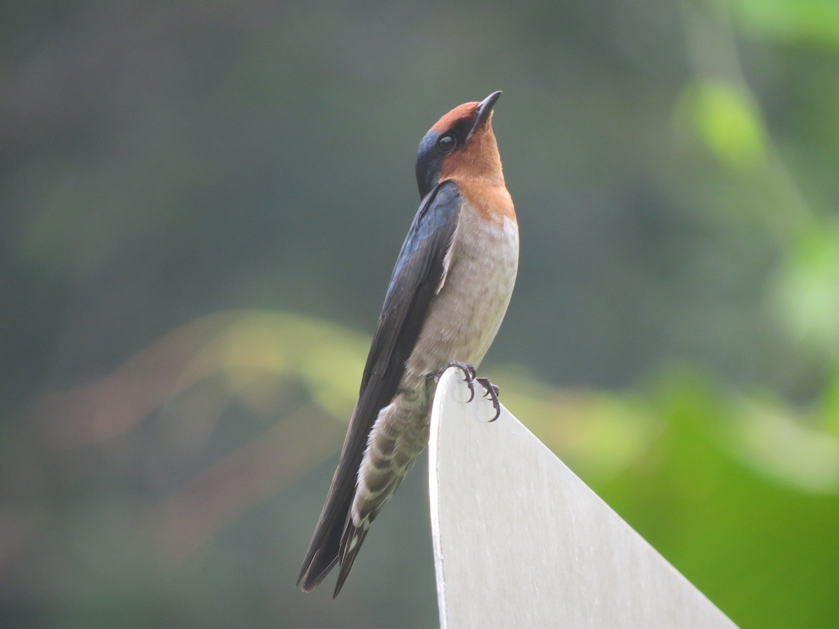 Pacific Swallow - Saravana Moorthy