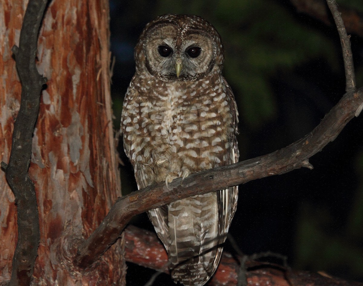 Spotted Owl - ML31470761