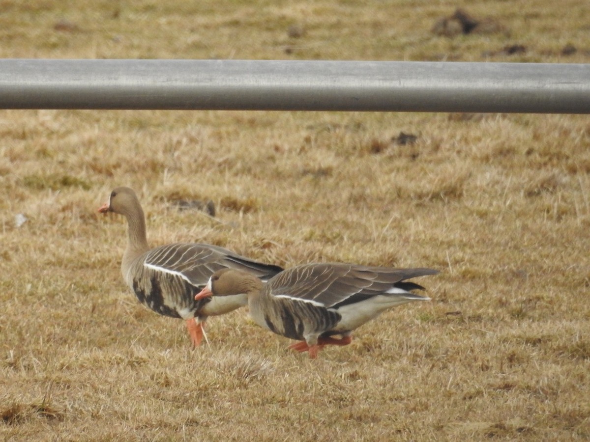 Greater White-fronted Goose - Leslie Kehoe