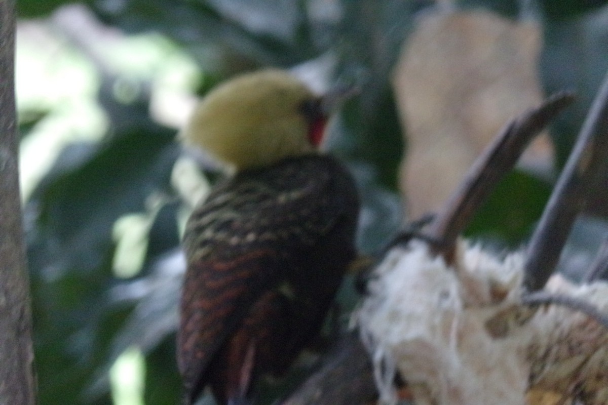 Pale-crested Woodpecker - ML31471591