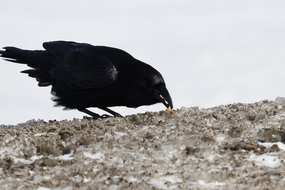 Common Raven - Nancy Whittle