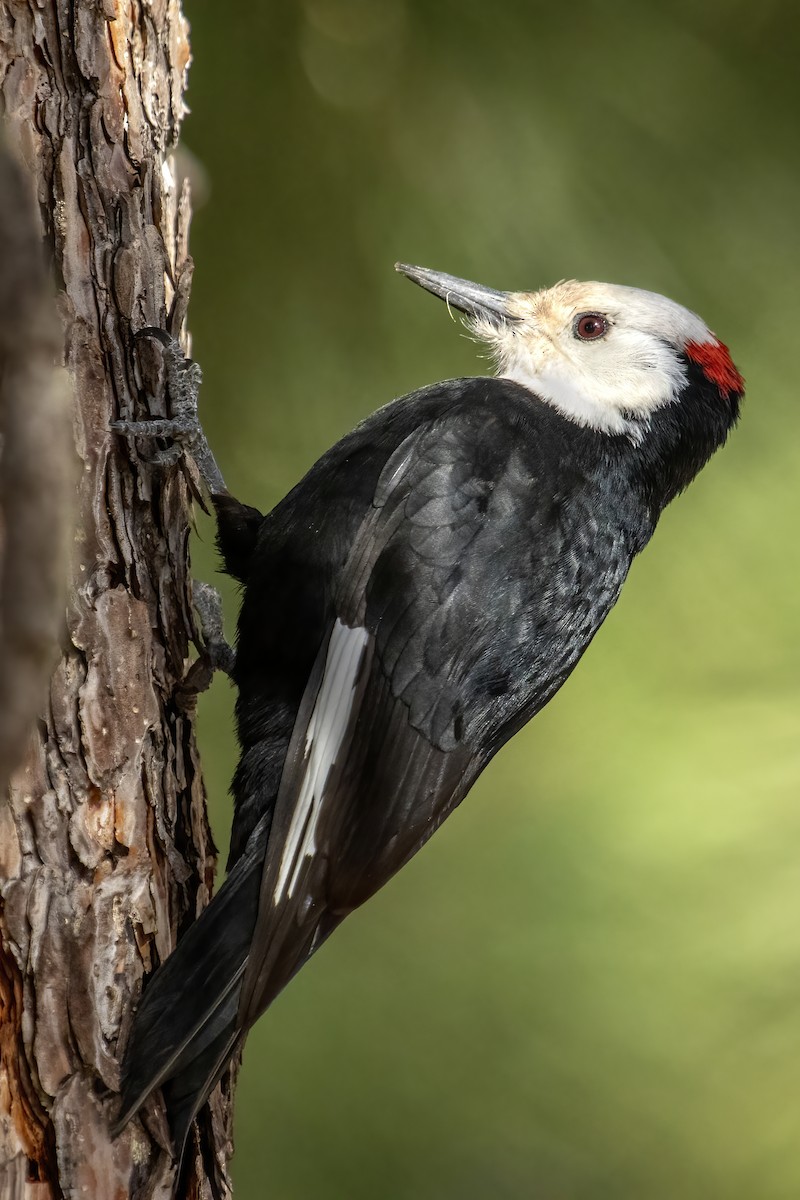 White-headed Woodpecker - ML314717961