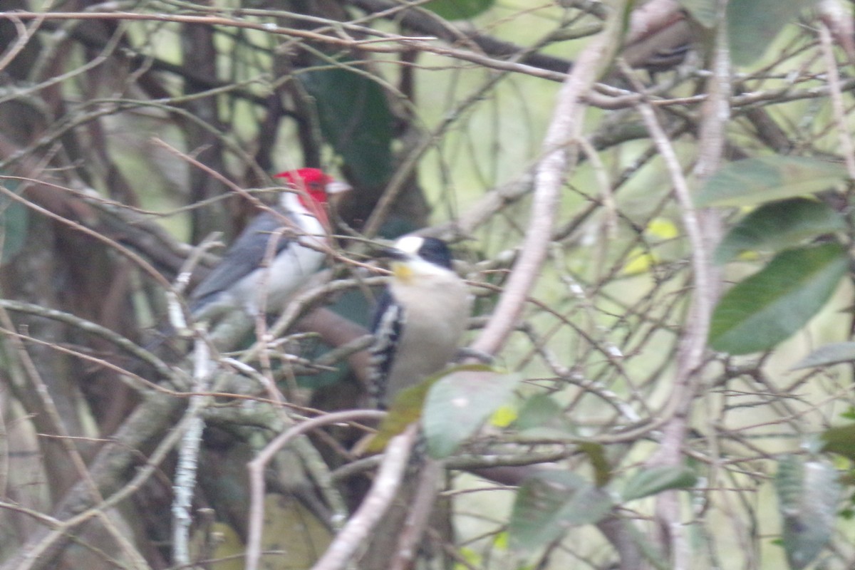 White-fronted Woodpecker - ML31471821