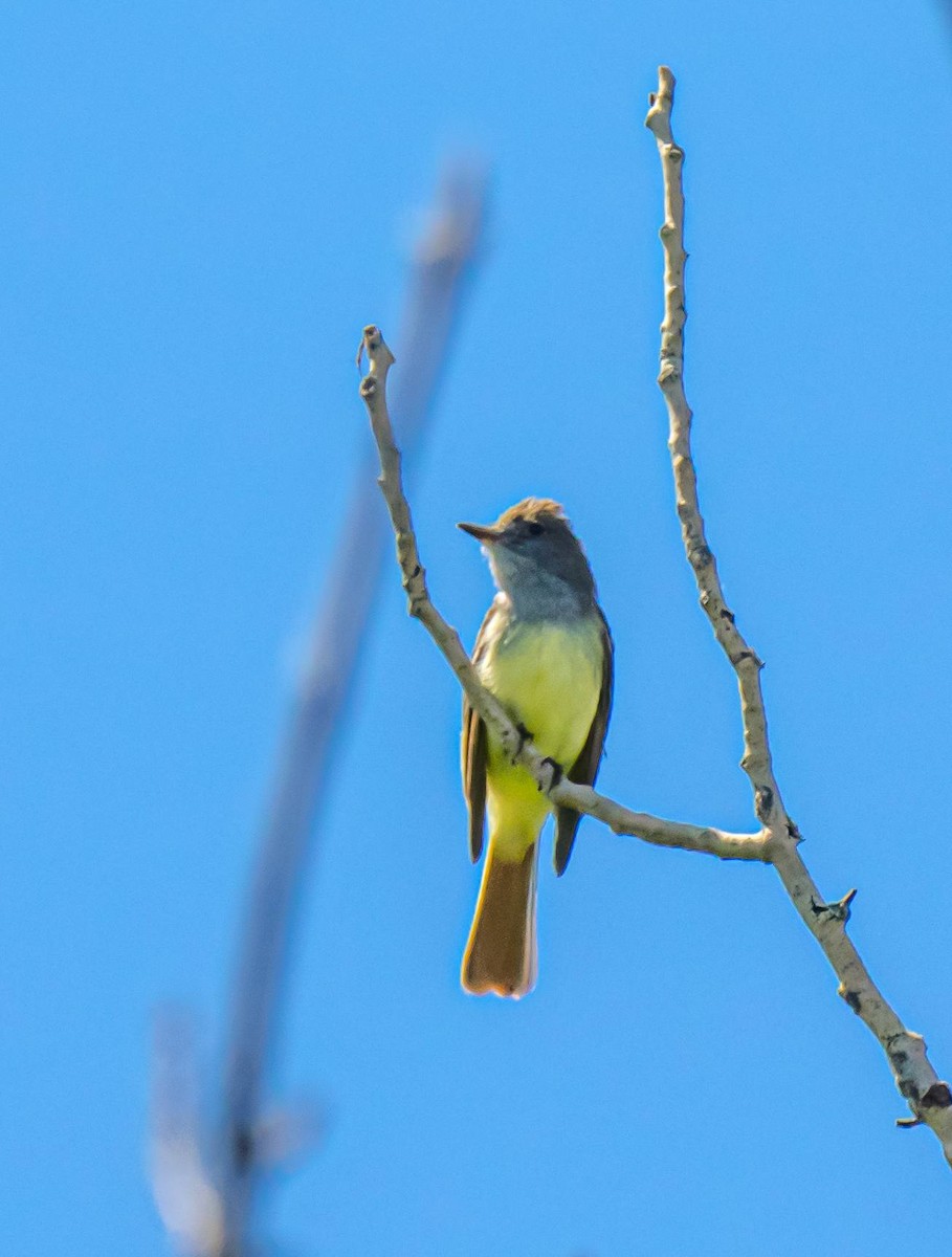 Great Crested Flycatcher - ML314719021