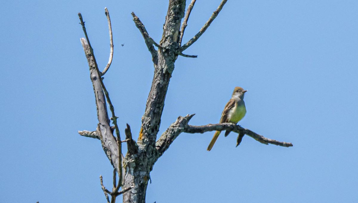Great Crested Flycatcher - ML314719041