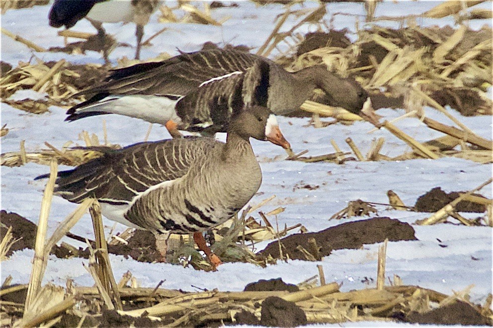 Greater White-fronted Goose - ML314728111