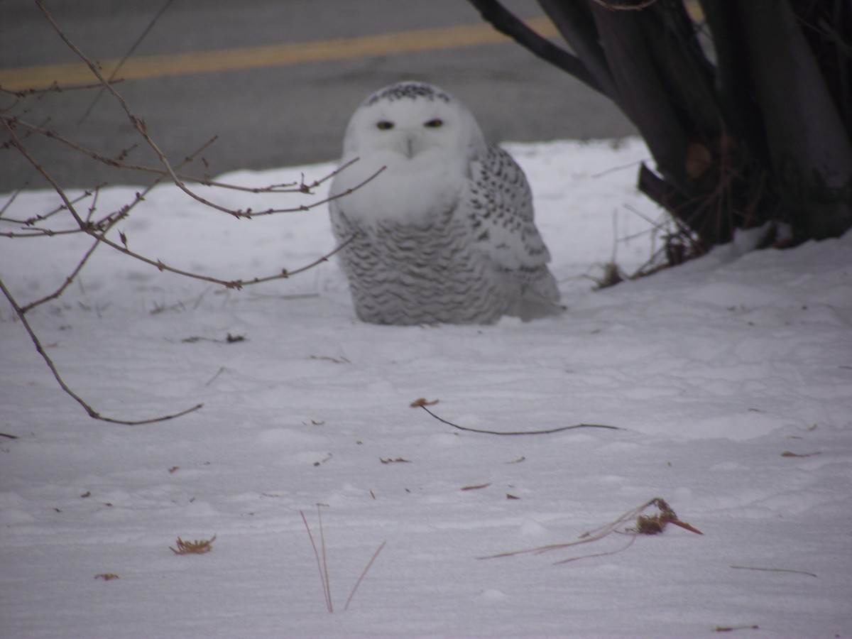 Snowy Owl - ML314732091