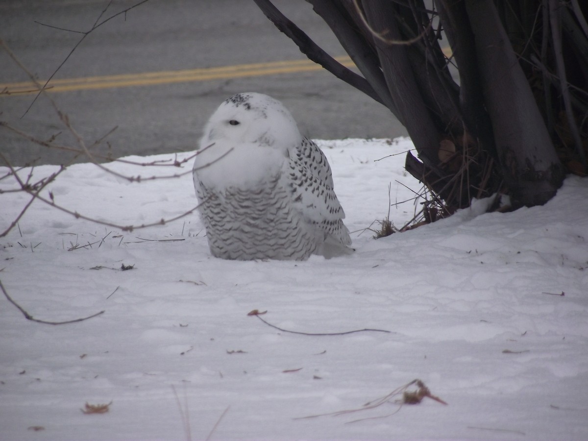 Snowy Owl - ML314732111