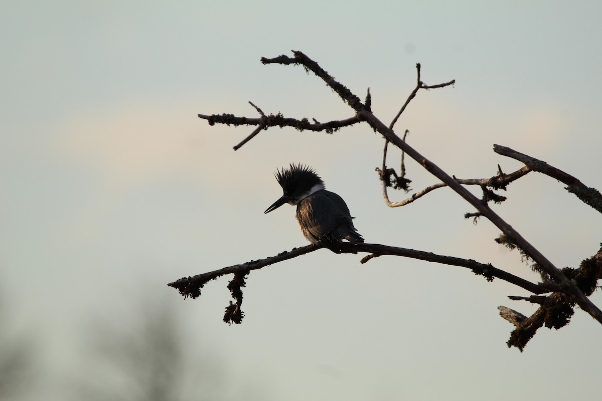 Belted Kingfisher - Jaden Howlett