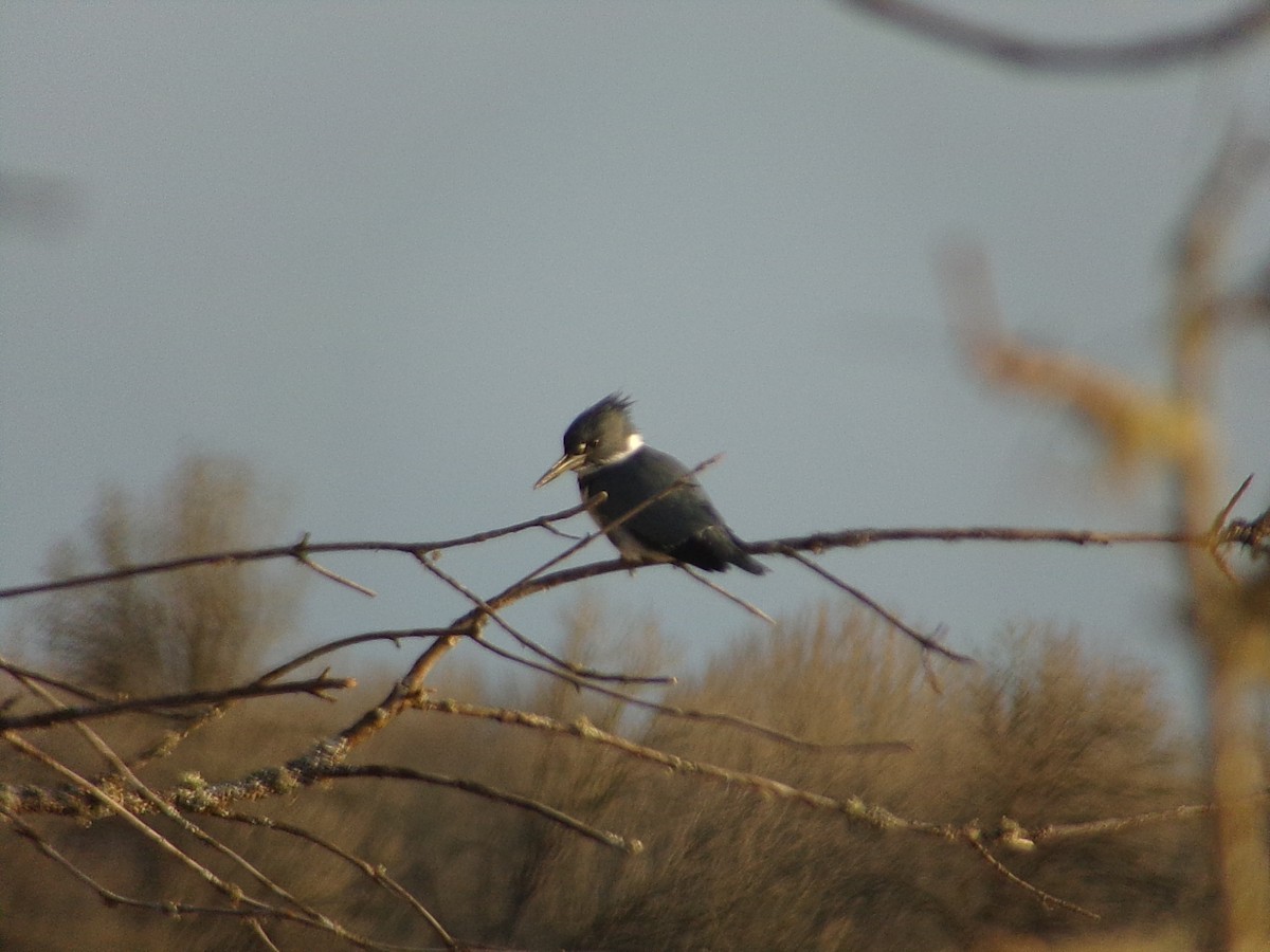Belted Kingfisher - ML314744771