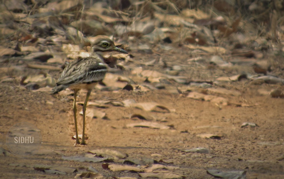 Indian Thick-knee - ML314745801