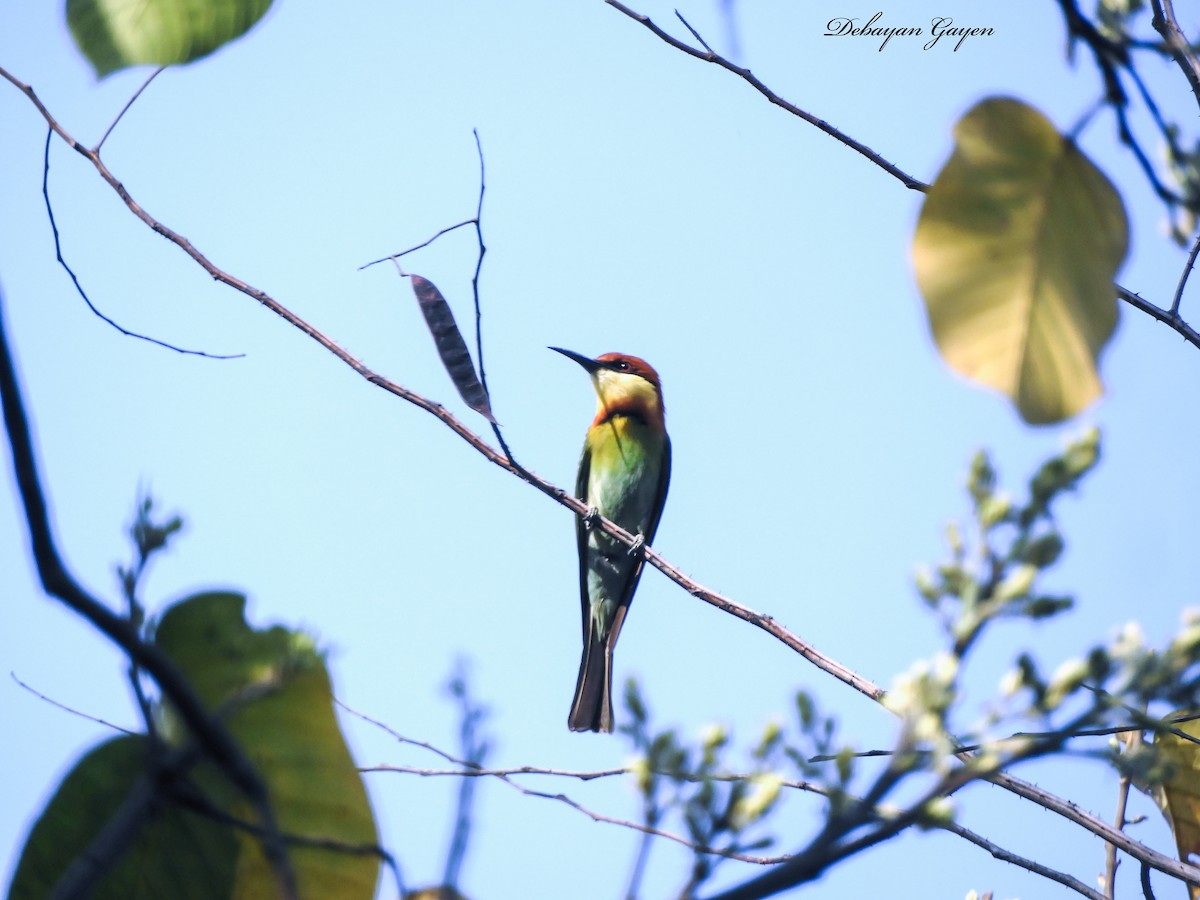Chestnut-headed Bee-eater - Debayan Gayen
