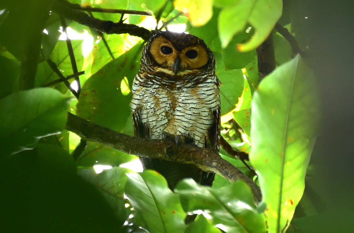 Spotted Wood-Owl - Ari Noviyono