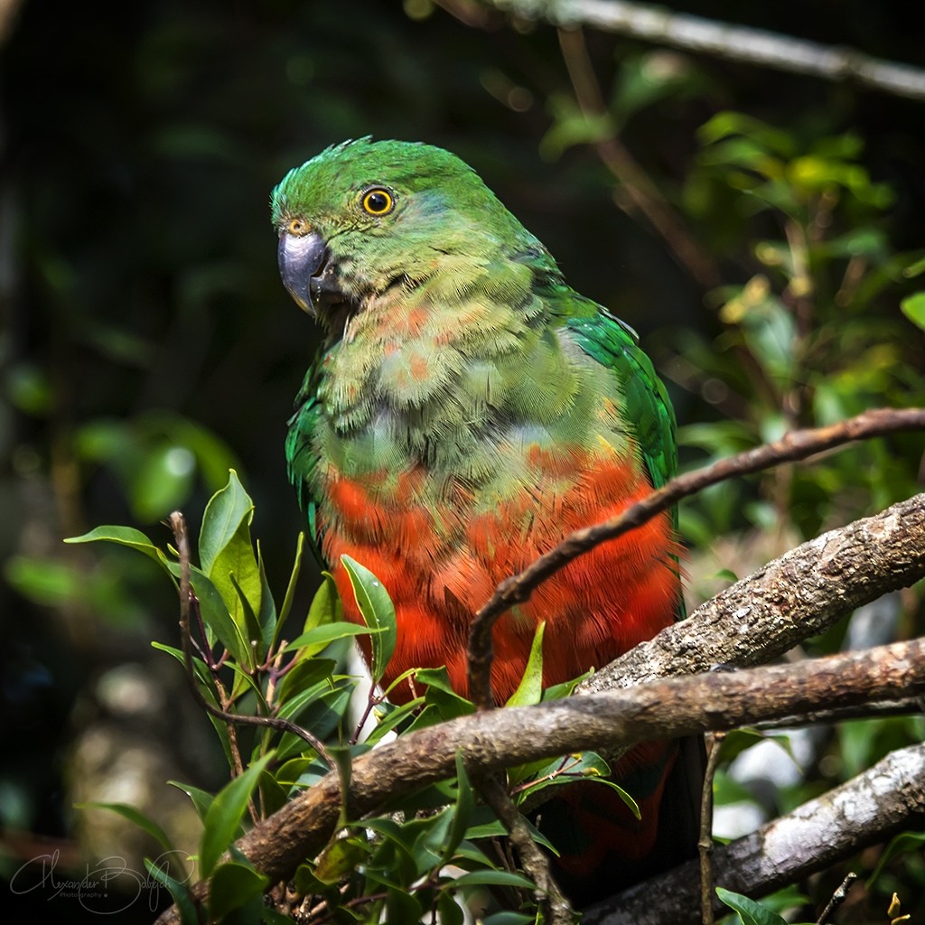 Avustralya Kral Papağanı - ML314751271