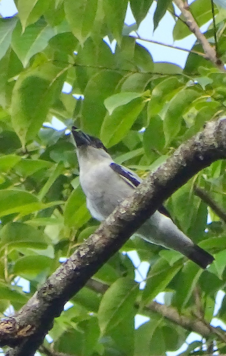 Black-crowned Tityra - Alfonso Auerbach