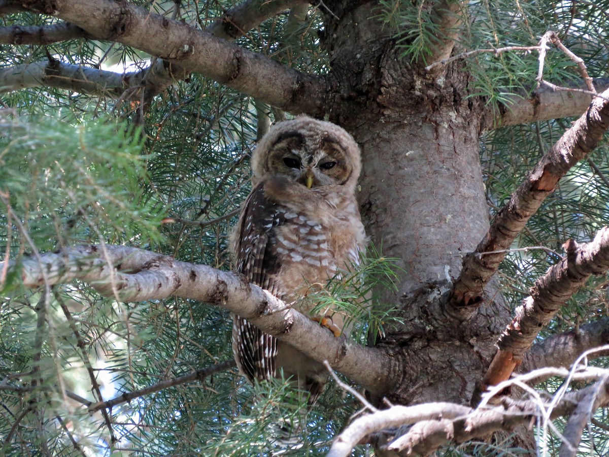Spotted Owl (Mexican) - Steve Hosmer
