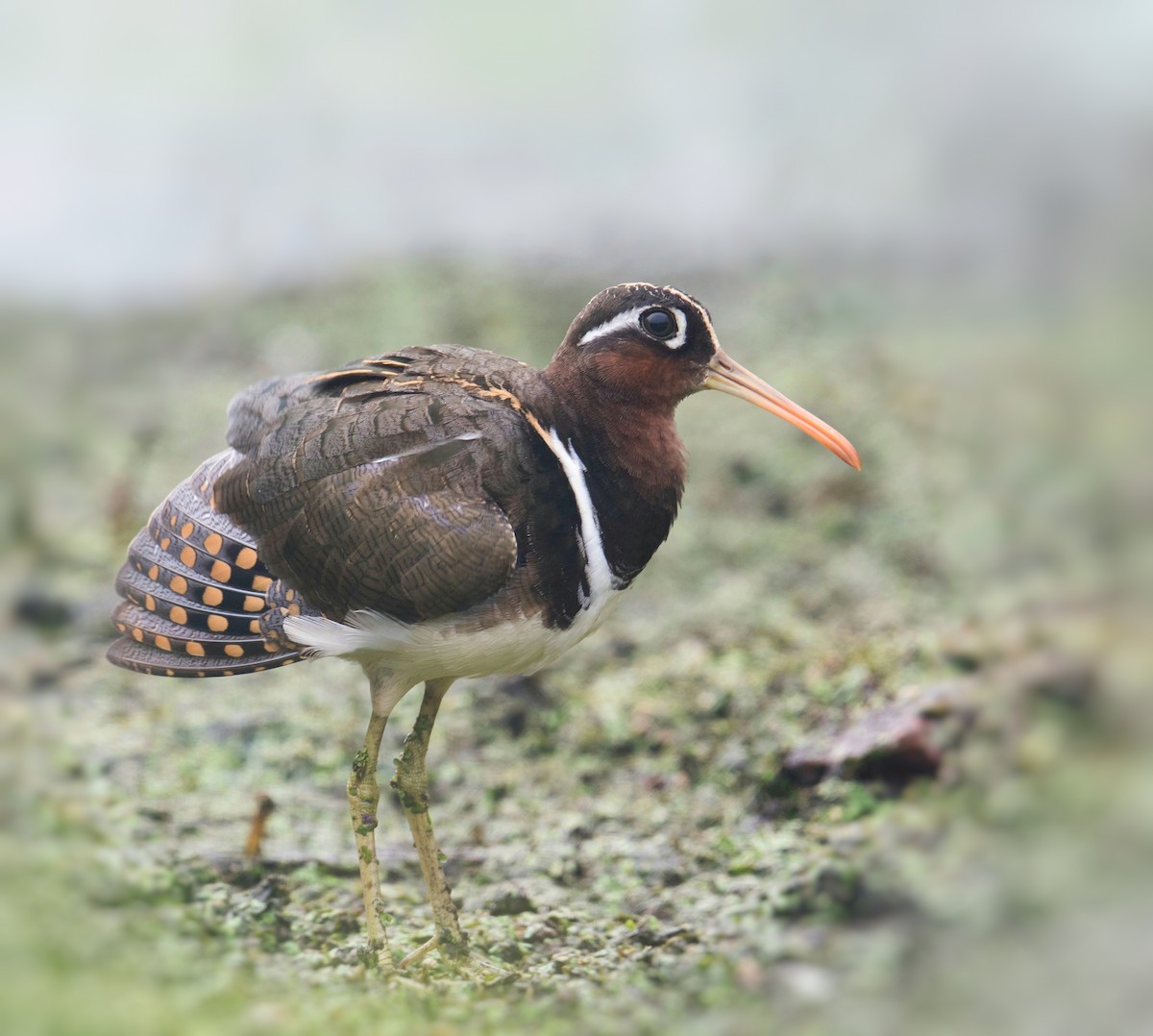 Greater Painted-Snipe - ML314761751