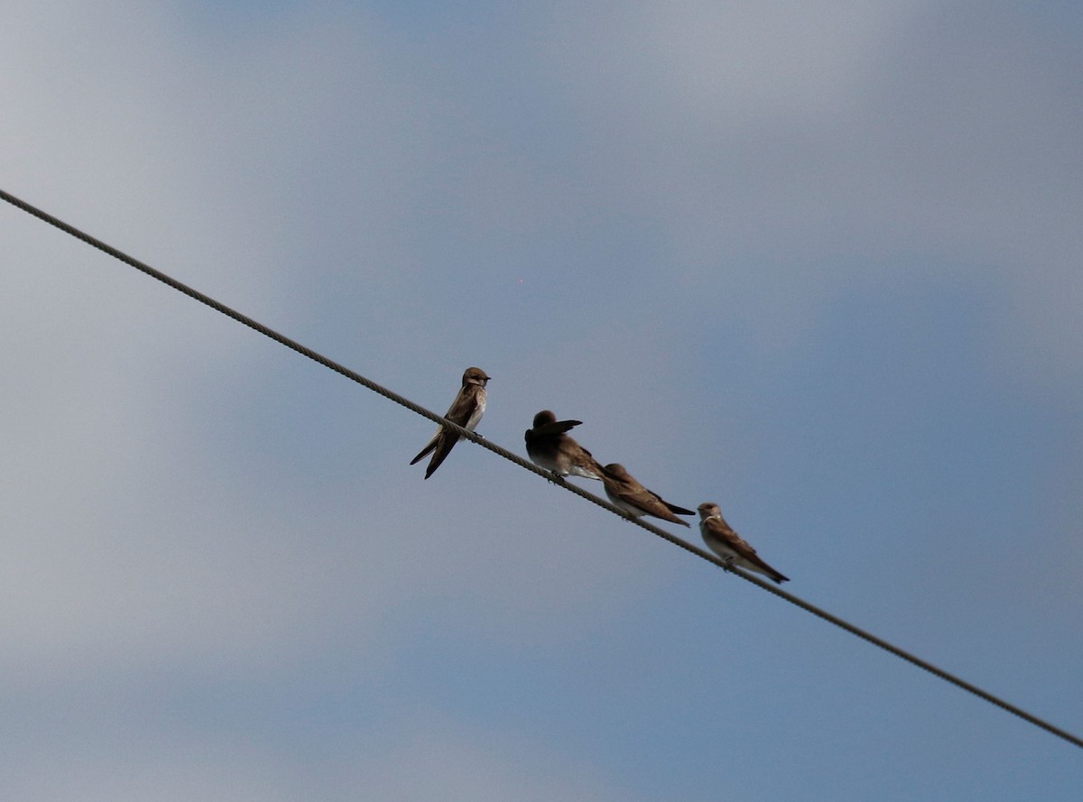 Northern Rough-winged Swallow - ML314766591