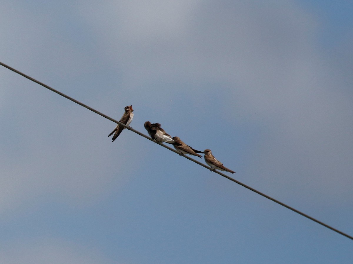 Northern Rough-winged Swallow - ML314766671