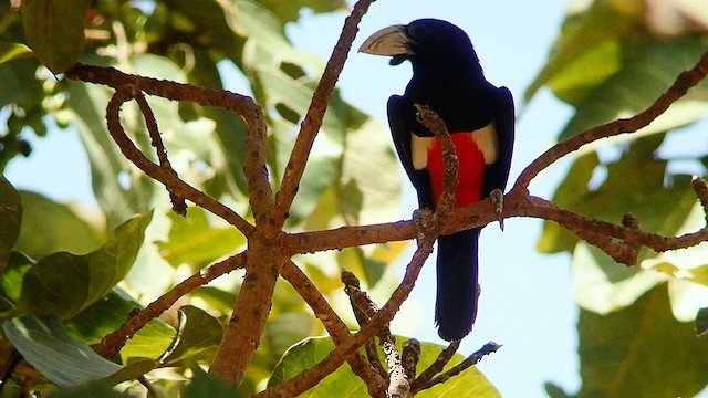 Black-breasted Barbet - eBird