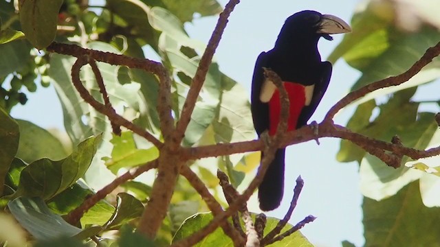  - Black-breasted Barbet