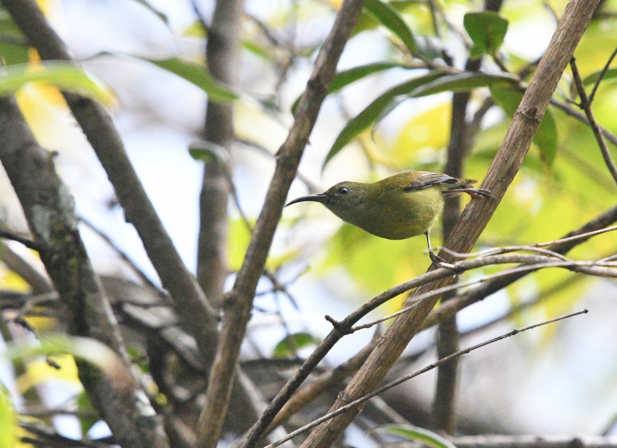 Green-tailed Sunbird - ML314788291