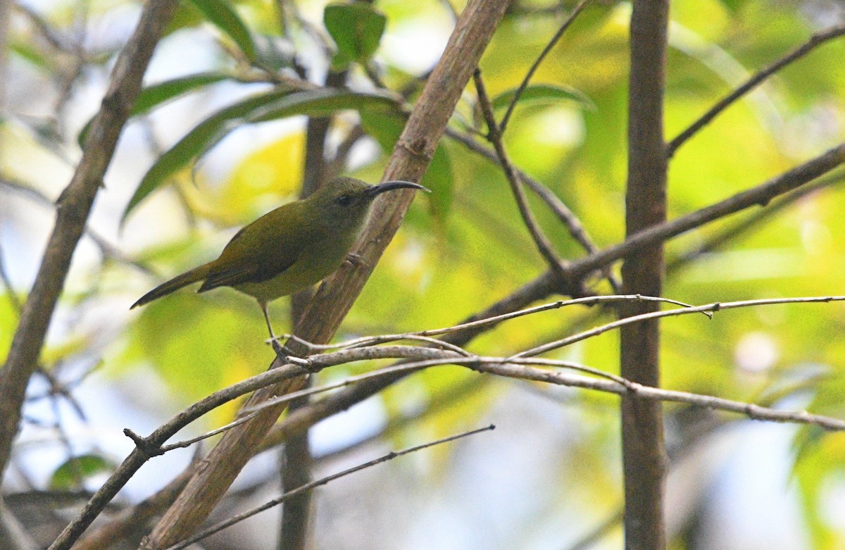 Green-tailed Sunbird - ML314788351